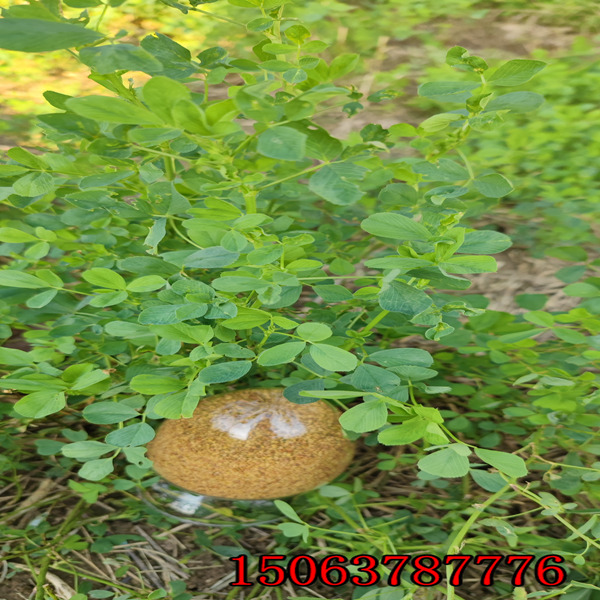 赤峰市苜蓿草籽销售种子门市