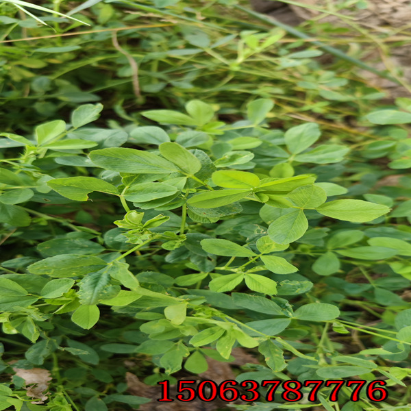 赤峰市苜蓿草籽销售种子门市
