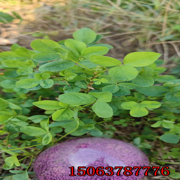 白山市哪有苜蓿草籽可以卖