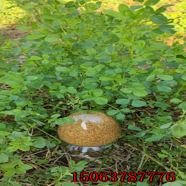 白山市哪有苜蓿草籽可以卖