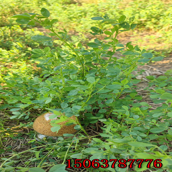 甘肃紫花苜蓿草籽定价