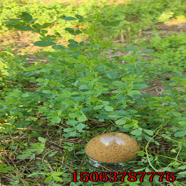 甘肃紫花苜蓿草籽定价
