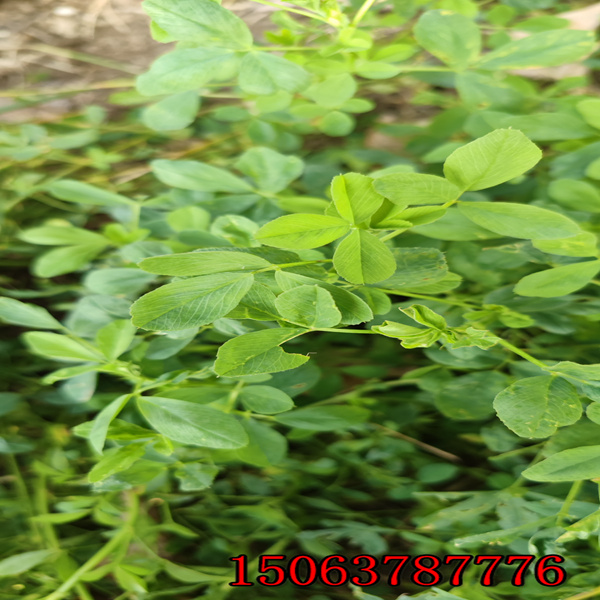 西安苜蓿草籽批发