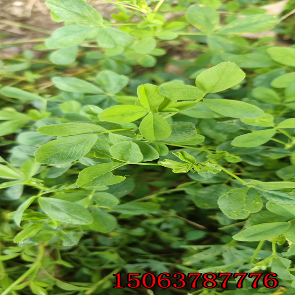 哪里卖苜蓿草籽种