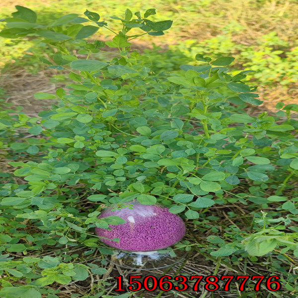紫花苜蓿草籽怎么样