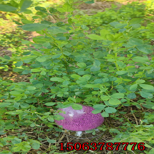 黄花苜蓿草籽多少钱一斤