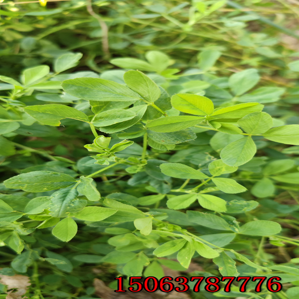 国产苜蓿草籽