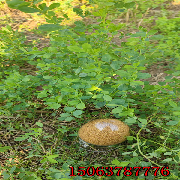 撒播苜蓿草籽多少钱一平方
