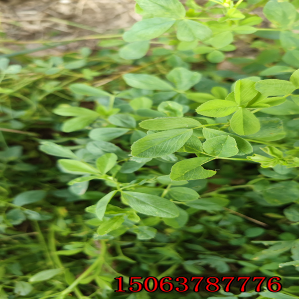 紫花苜蓿草石家庄哪里有卖