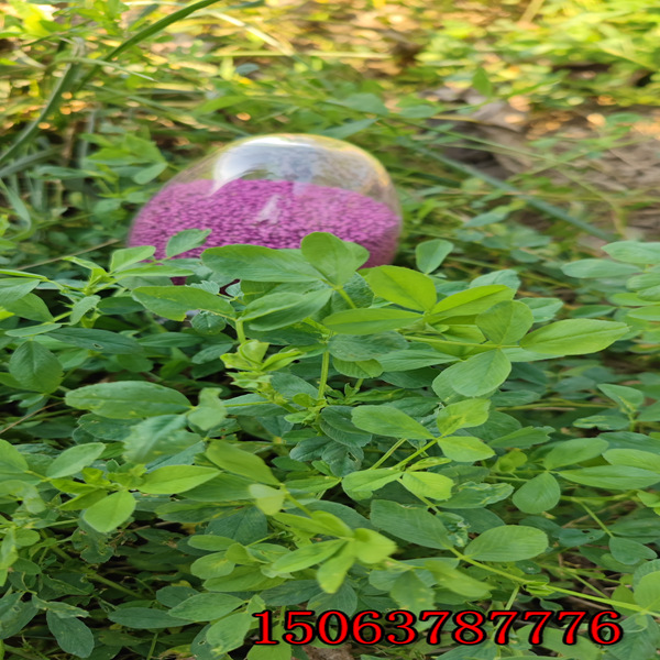 苜蓿草草籽厂家