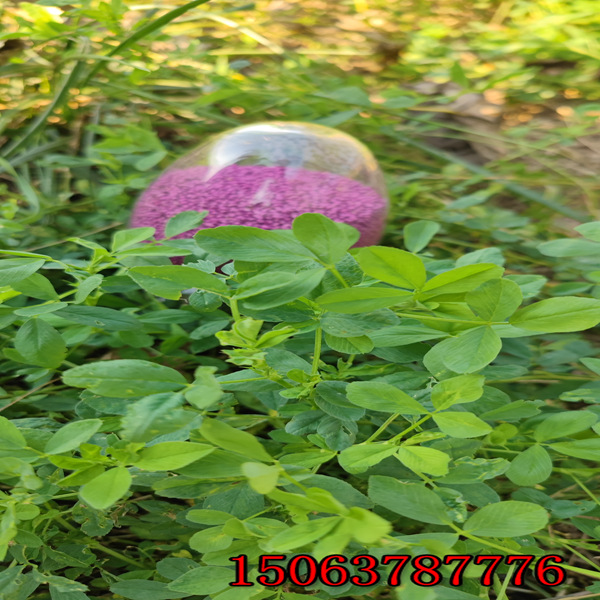 苜蓿草草籽厂家