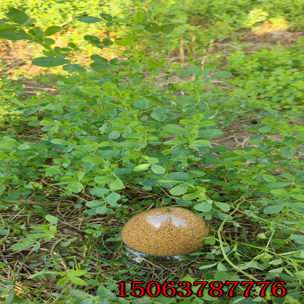 白银紫花苜蓿草籽多少钱一吨