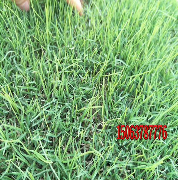 适合夏季种的草坪种子有哪些？