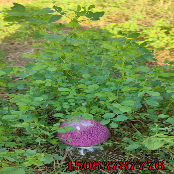 我想买苜蓿草草籽