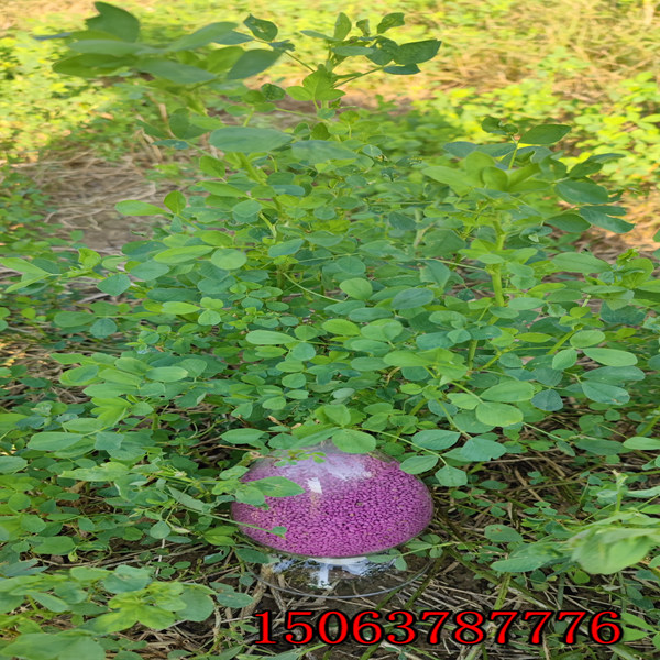 苜蓿草籽到哪里买