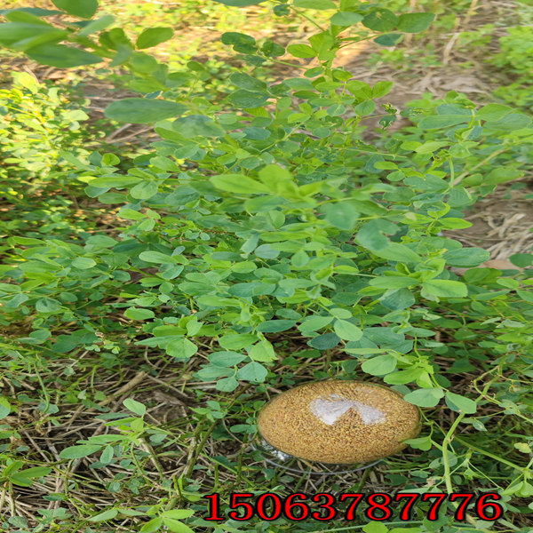 苜蓿草籽到哪里买
