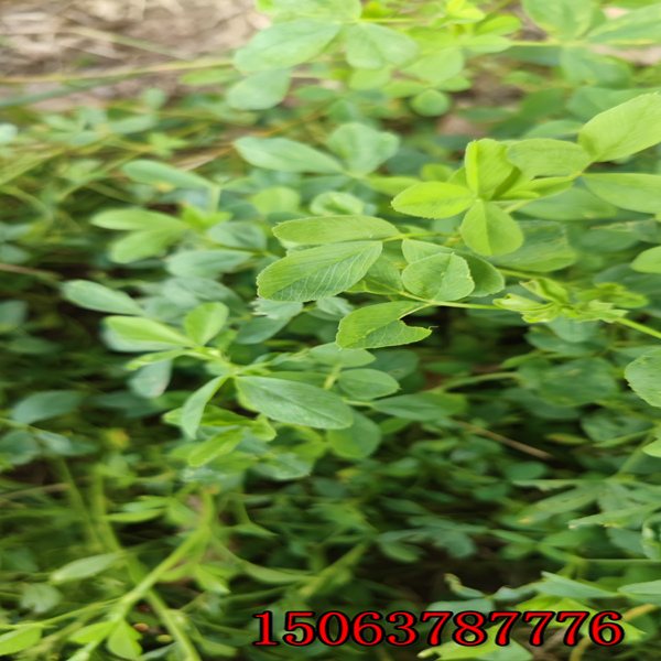 驯鹿紫花苜蓿草籽