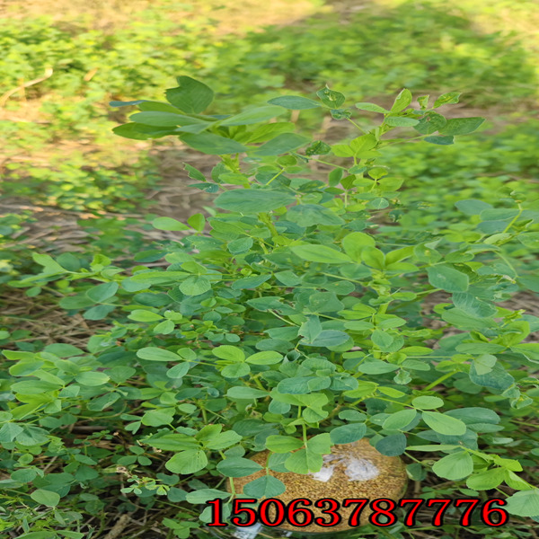 驯鹿紫花苜蓿草籽