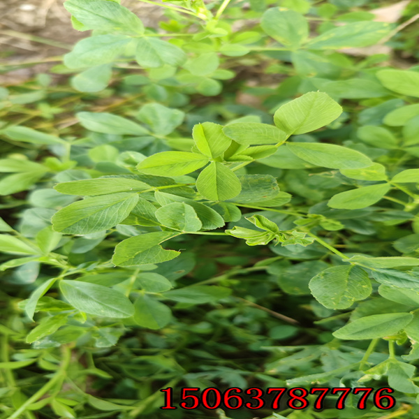 苜蓿草籽型号
