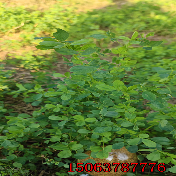 一公顷撒多少紫花苜蓿草籽