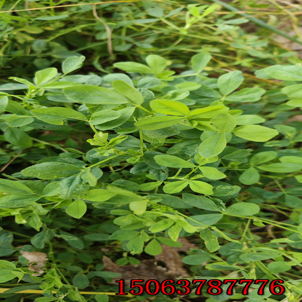 苜蓿草草籽多少钱每公斤