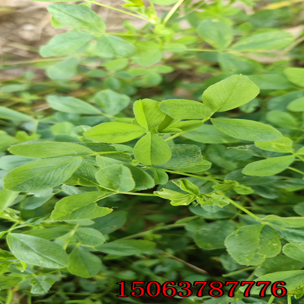 苜蓿草草籽多少钱每公斤