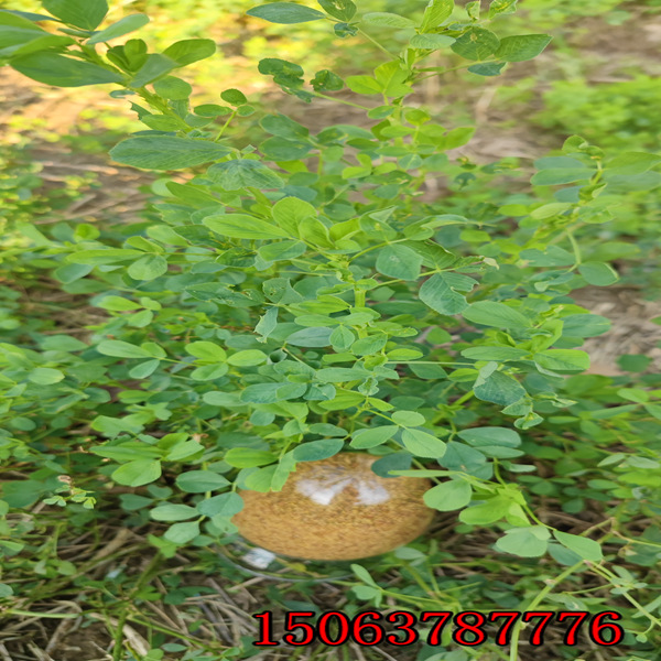 沈阳什么地方卖苜蓿草籽