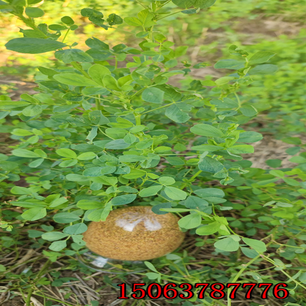 一斤苜蓿草籽能种多少苜蓿