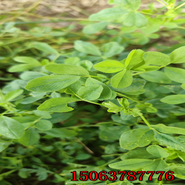 甘肃紫花苜蓿草籽基地