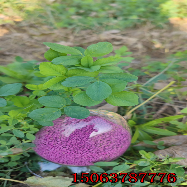 紫花苜蓿草籽哪家便宜