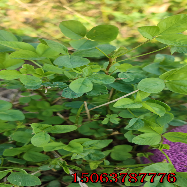 酒泉紫花苜蓿草籽价格