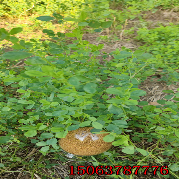 酒泉紫花苜蓿草籽价格