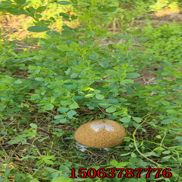 紫花苜蓿草籽一亩多少斤