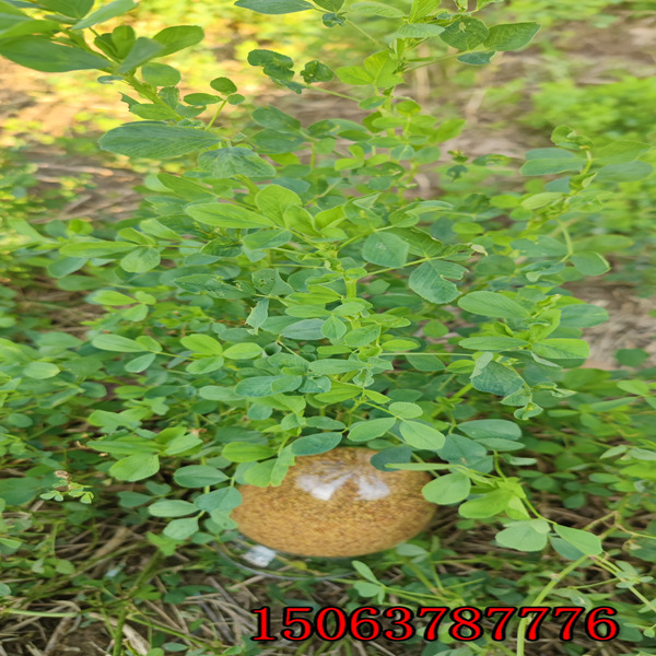 紫花苜蓿草籽一亩多少斤