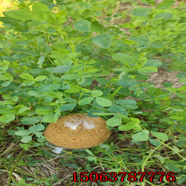 加拿大苜蓿草籽多少钱一斤