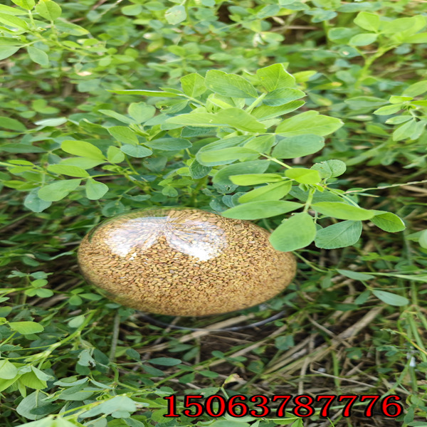 苜蓿草籽价格 