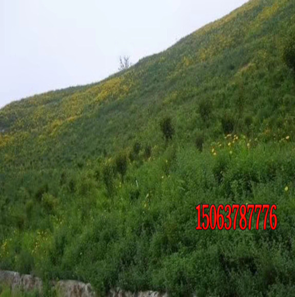 公路边坡绿化草种有哪些？
