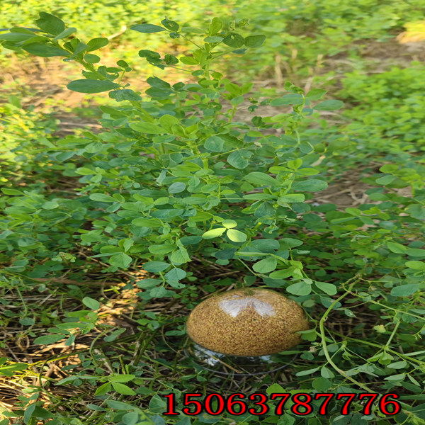 苜蓿草草籽多少钱