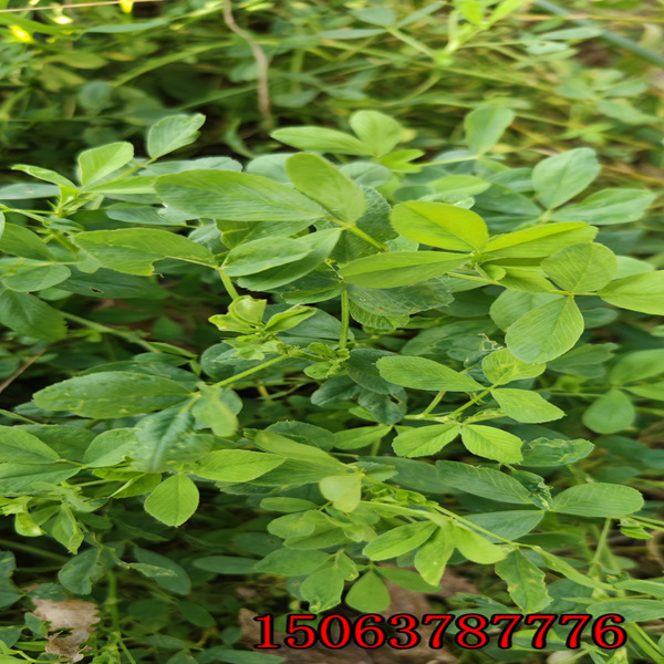 吉林省紫花苜蓿草籽多少钱一斤