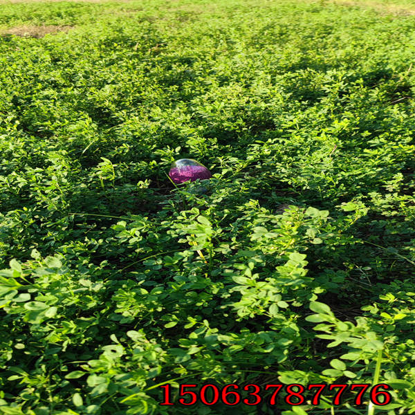 吉林省紫花苜蓿草籽多少钱一斤