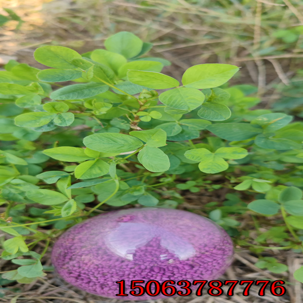 苜蓿草籽厂家直接批发