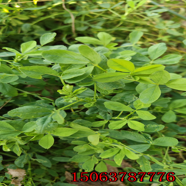 长春市苜蓿草籽