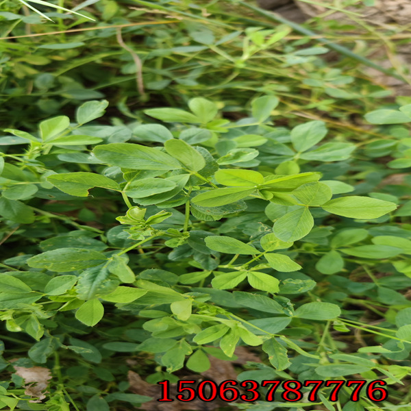黄花苜蓿草籽价格