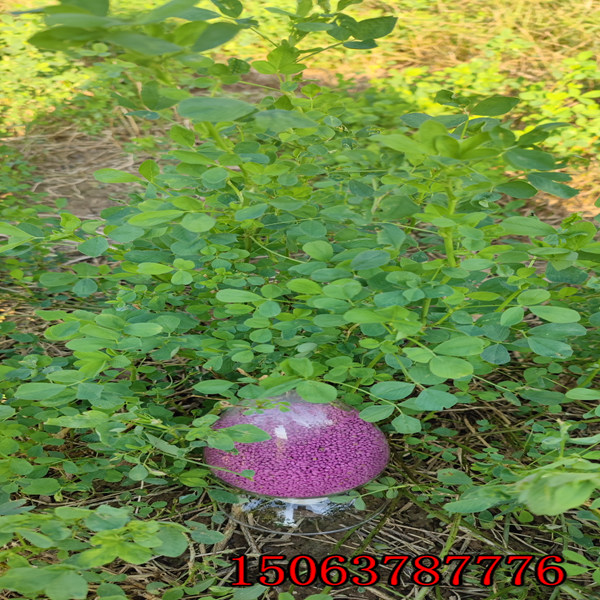 紫花苜蓿草籽那里买到
