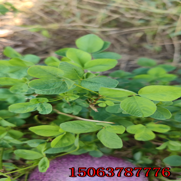 紫花苜蓿草籽选择