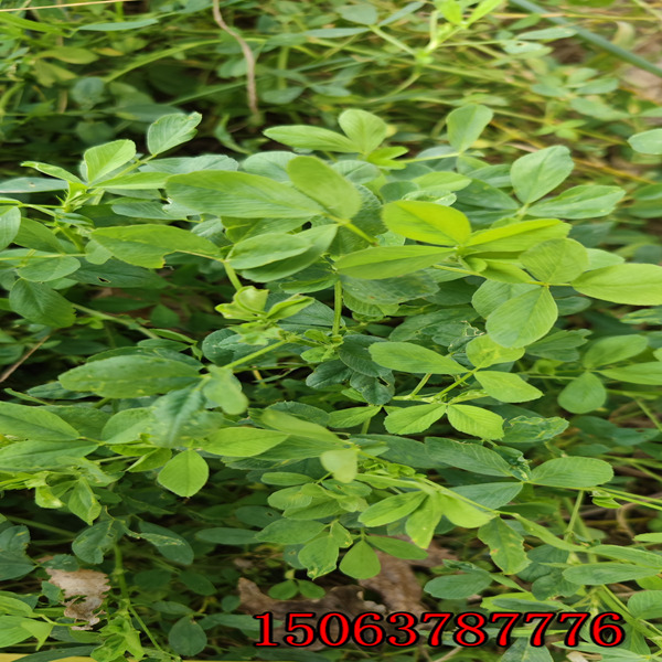 北方苜蓿草籽