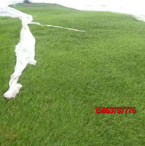 南方常用的草坪品种有哪些？