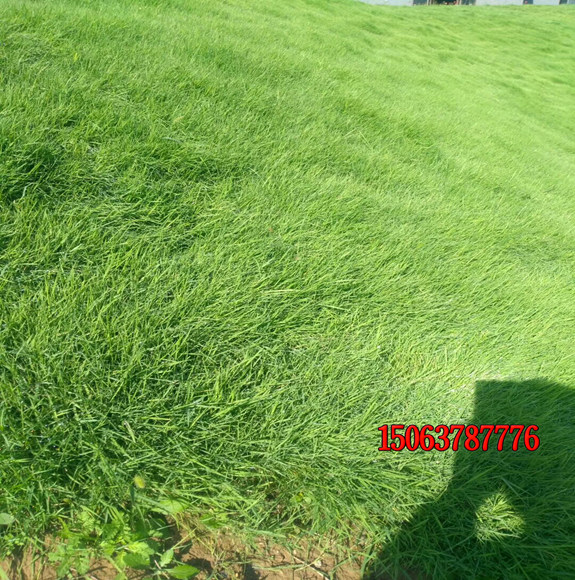 剪股颖种植后怎么浇水？