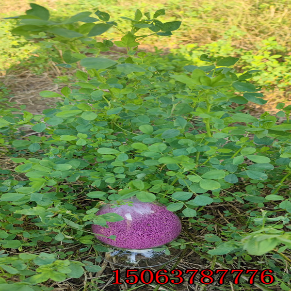 喂羊紫花苜蓿草籽多少钱一斤