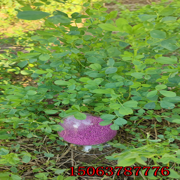 喂羊紫花苜蓿草籽多少钱一斤